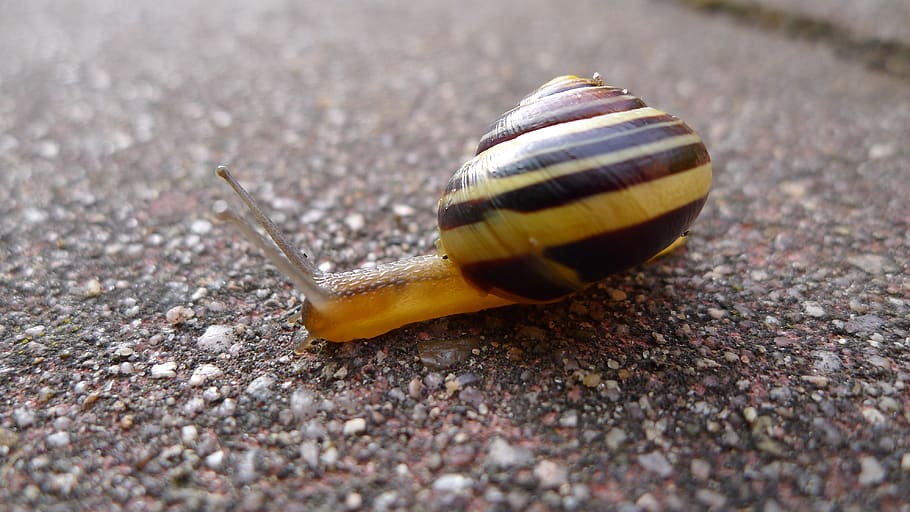 lumaca, lontano, strisciare, fauna selvatica, temi animali, animale, un animale, animali allo stato selvatico, invertebrato, avvicinamento, nessuno, mollusco, gasteropode, conchiglia, giorno, natura, guscio di animale, messa a fuoco selettiva, parte del corpo animale, antenna animale, la noia, giallo, all'aperto, strisciando, 4K
