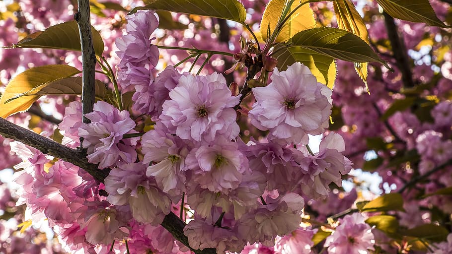 sakura, flors, flor, planta amb flors, planta, fragilitat, vulnerabilitat, frescor, creixement, bellesa a la natura, primer pla, color rosa, arbre, primavera, pètal, naturalesa, branca, cap gent, dia, botànica, cap de flor, a l'aire lliure, porpra, flor de cirerer, cirerer, 5K