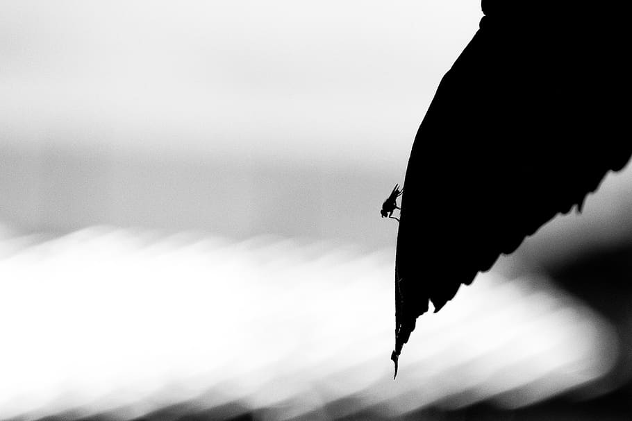 minimalista, volar, full, insecte, cel, cap gent, centrar-se en primer pla, primer pla, naturalesa, còpia espai, penjant, volant, dia, instrument d’escriptura, a l'aire lliure, vertebrats, un animal, ocell, enfocament selectiu, moviment, agressió, 1080P
