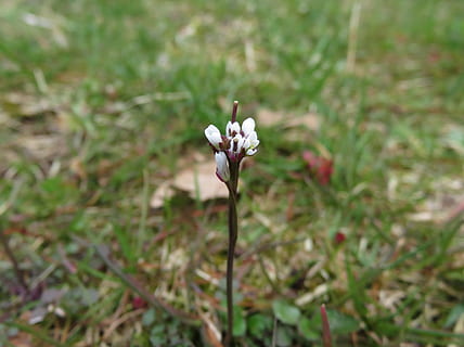 white, flower, macro, tiny, spring, plant, flowering plant, growth, beauty in nature, vulnerability, fragility, freshness, focus on foreground, petal, close-up, nature, land, field, day, inflorescence, white color, flower head, no people, plant stem, outdoors, 4K, CC0, public domain, royalty free