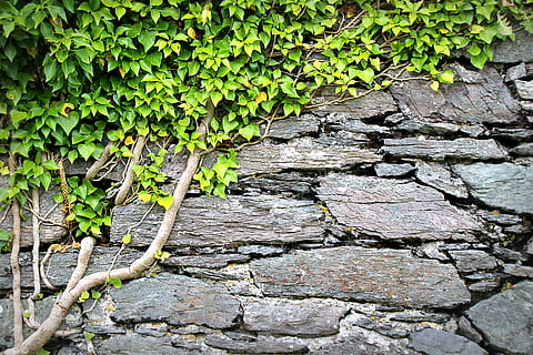struttura, parete, edera, sfondo, modello, Rau, superficie, pietra, castello, architettura, muro di pietra, opere murarie, vecchio, Irlanda, crescita, pianta, parte vegetale, foglia, giorno, natura, nessuno, colore verde, all'aperto, caratteristica della parete, bellezza nella natura, albero, struttura costruita, strutturato, avvicinamento, vista dall'alto, 5K, CC0, dominio pubblico, privo di copyright