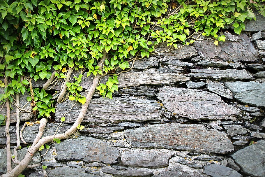struttura, parete, edera, sfondo, modello, Rau, superficie, pietra, castello, architettura, muro di pietra, opere murarie, vecchio, Irlanda, crescita, pianta, parte vegetale, foglia, giorno, natura, nessuno, colore verde, all'aperto, caratteristica della parete, bellezza nella natura, albero, struttura costruita, strutturato, avvicinamento, vista dall'alto, 5K