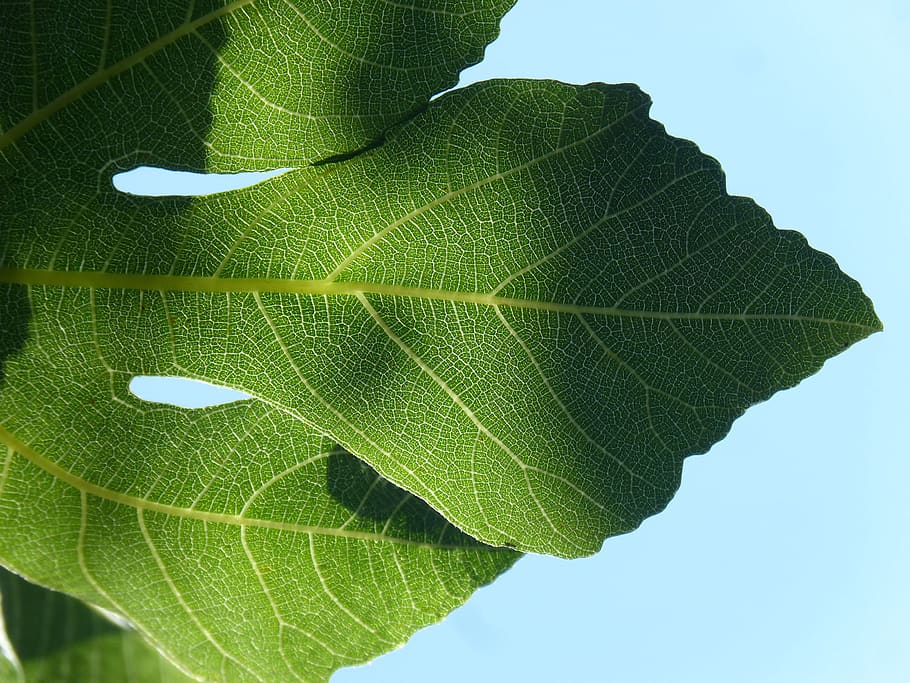 full, llum de fons, translúcid, figuera, ramificacions, geometria natural, part de la planta, primer pla, color verd, naturalesa, vena de la fulla, creixement, bellesa a la natura, dia, planta, cap gent, cel, a l'aire lliure, llum solar, frescor, patró natural, vulnerabilitat, fragilitat, centrar-se en primer pla, cel clar, fulles, fons blau, condició natural, 4K