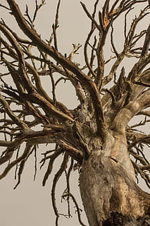dødt træ, træ, struktur, grene, solnedgang, tør, natur, naturlig tekstur, kigger op, plante, afdeling, ingen mennesker, himmel, lav vinkel visning, dag, træstamme, bagagerum, ro, tæt på, skyfri himmel, udendørs, bare træ, vækst, snoet, tekstureret, fokus på forgrunden, et dyr, død plante, kompleksitet, sammenfiltrede, 5K, CC0, offentligt domæne, royaltyfrie