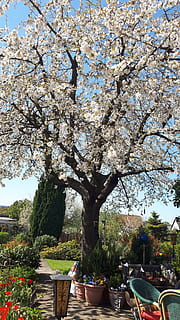 primavera, ciliegia, albero, pianta, pianta fiorita, fiore, crescita, fiorire, freschezza, natura, fragilità, giorno, bellezza nella natura, ramo, parco, vulnerabilità, parco - spazio creato dall'uomo, fiore di ciliegio, cielo, albero da frutta, all'aperto, ciliegio, nessuno, vaso di fiori, 4K, CC0, dominio pubblico, privo di copyright