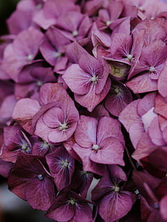 lyserøde hortensia, geranium, plante, blomst, blomstre, kronblad, hør, Også på et andet, Acanthaceae, vener, blomster buket, blomster arrangement, gladiolus, stedmoderblomst, anemone, dråbe, papir, kunst, origami, grapefrugt, frugt, blomstrende plante, sårbarhed, skrøbelighed, blomsterhoved, friskhed, skønhed i naturen, blomsterstand, tæt på, vækst, hortensia, lyserød farve, ingen mennesker, natur, botanik, fokus på forgrunden, udendørs, dag, lilla, flok blomster, 5K, CC0, offentligt domæne, royaltyfrie