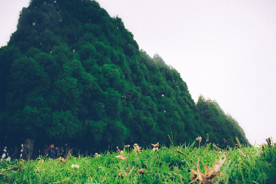smit, shillong, arbre, planta, herba, terra, color verd, naturalesa, creixement, camp, medi ambient, tranquil·litat, bellesa a la natura, paisatge, cel, dia, mamífer, animal, cap gent, temes d'animals, escena tranquil·la, a l'aire lliure, 5K