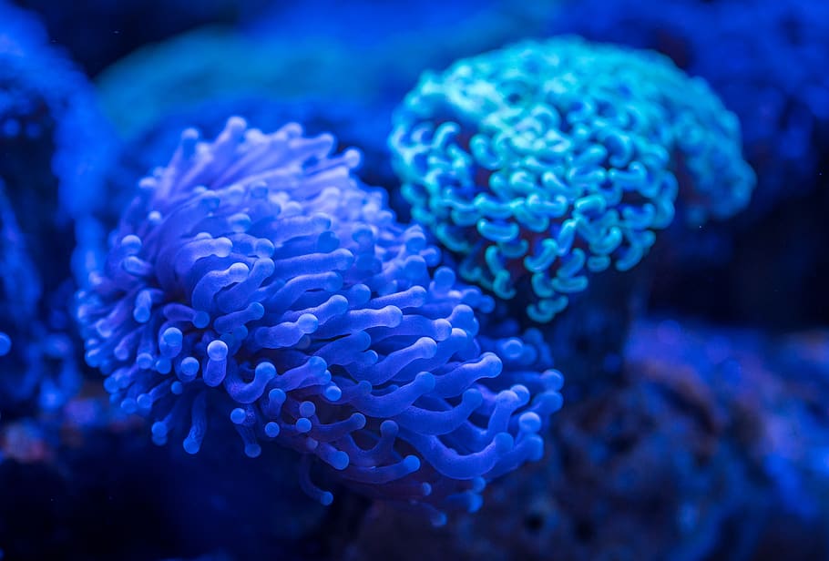 coral, pòlip, sota l'aigua, mar, la vida marina, submarí, animals a la natura, blau, marí, aigua, fauna animal, temes d'animals, invertebrat, primer pla, animal, naturalesa, bellesa a la natura, escull, cap gent, animals en captivitat, ecosistema, 4K