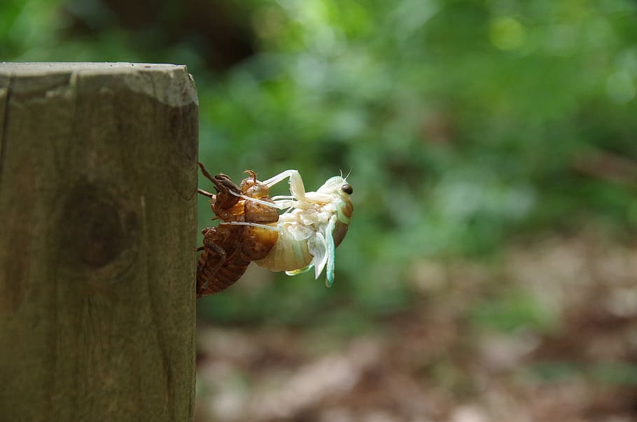 cigala, escotilla, insecte, error, fauna animal, animals a la natura, temes d'animals, animal, invertebrat, un animal, primer pla, centrar-se en primer pla, cap gent, dia, planta, naturalesa, a l'aire lliure, material de fusta, arbre, enfocament selectiu, bellesa a la natura, Color blanc, zoologia, 4K