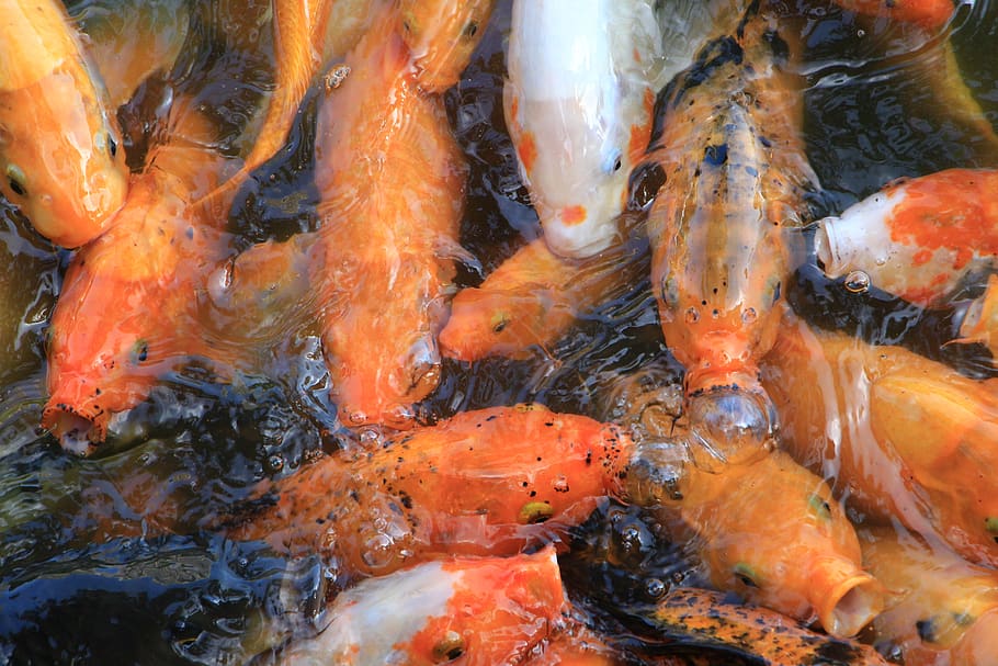 Karpfen, Fisch, Goldfisch, Tierthemen, Tier, Gruppe von Tieren, Wasser, Tiere in freier Wildbahn, Tierwelt, Wirbeltier, große Gruppe von Tieren, unter wasser, Fischschwarm, Koi Karpfen, Schwimmen, Meer, High Angle View, Teich, keine Leute, Marine, draußen, 5K