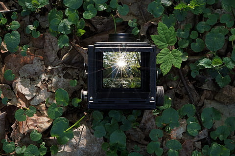 natura, foglia, tramonto, retroilluminazione, foresta, sottobosco, verde, Voigtlander, vecchia macchina fotografica, sole, specchio, pianta, crescita, tecnologia, parte vegetale, colore verde, nessuno, attrezzatura per l'illuminazione, giorno, all'aperto, caratteristica della parete, illuminato, albero, vetro - materiale, parete, lanterna, bellezza nella natura, architettura, lampada elettrica, 5K, CC0, dominio pubblico, privo di copyright