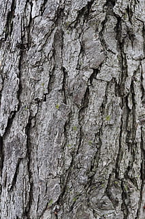 struttura, albero, abbaiare, strutturato, tronco d'albero, sfondi, tronco, fotogramma intero, avvicinamento, ruvido, pianta, modello, corteccia vegetale, nessuno, modello naturale, crescita, natura, giorno, all'aperto, legno - materiale, durezza, effetto strutturato, lichene, 5K, CC0, dominio pubblico, privo di copyright