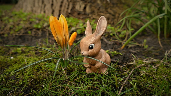 easter, easter bunny, hare, bunny, easter figure, easter decoration, funny, sweet, plant, animal, flower, nature, mammal, animal themes, rabbit - animal, close-up, flowering plant, no people, one animal, grass, day, land, focus on foreground, beauty in nature, field, growth, animal wildlife, outdoors, flower head, crocus, 5K, CC0, public domain, royalty free