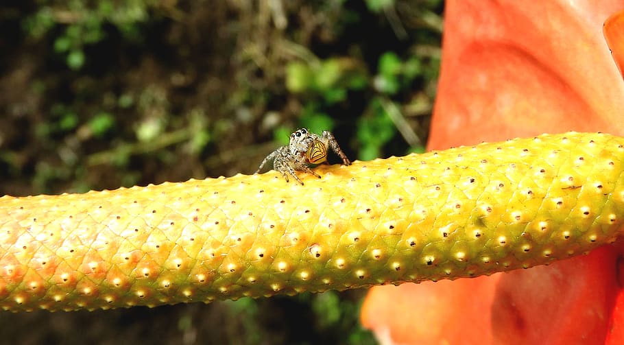 macro, insecte, aranya, caçador, guatica, animals a la natura, animal, fauna animal, temes d'animals, invertebrat, un animal, primer pla, naturalesa, dia, cap gent, planta, centrar-se en primer pla, a l'aire lliure, groc, aigua, bellesa a la natura, llum solar, eruga, marí, verinós, 5K