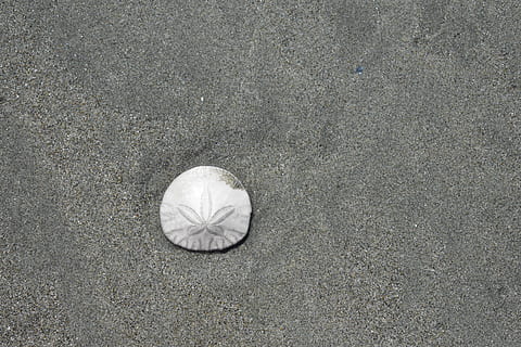 Desktop, Sand, Strand, Muster, abstrakt, Schale, Muschel, Sanddollar, Meer, Natur, Ozean, Textur, High Angle View, Tag, keine Leute, texturiert, direkt darüber, Stillleben, draußen, Nahansicht, gestalten, Ball, Fußweg, Sport, Straße, Land, einzelnes Objekt, grau, Asphalt, Stadt, Beton, 5K, CC0, gemeinfrei, lizenzfrei