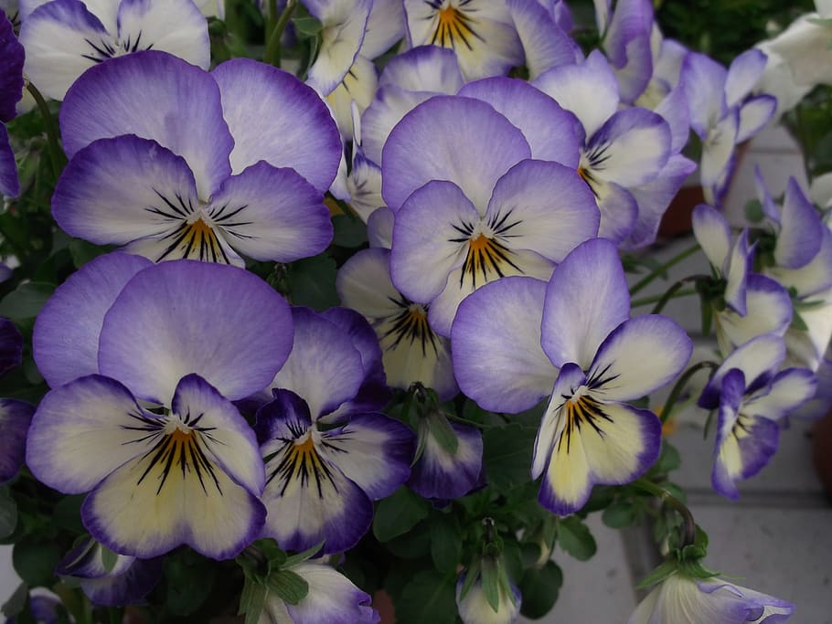 violas, Violeta, flor, planta floreciendo, frescura, planta, pétalo, fragilidad, vulnerabilidad, belleza en la naturaleza, de cerca, cabeza de flor, inflorescencia, púrpura, crecimiento, naturaleza, nadie, pensamiento, al aire libre, día, centrarse en primer plano, el color blanco, racimo de flores, 2K