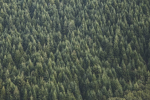 natuur, bossen, bomen, rijen, patronen, texturen, antenne, boom, fabriek, groene kleur, volledig kader, Bos, achtergronden, dag, geen mensen, land-, groei, hoge hoekmening, schoonheid in de natuur, kalmte, patroon, dennenboom, naaldboom, bos-, buitenshuis, luchtfoto, groenblijvende boom, zachtheid, dennenbos, 4K, CC0, publiek domein, royaltyvrij