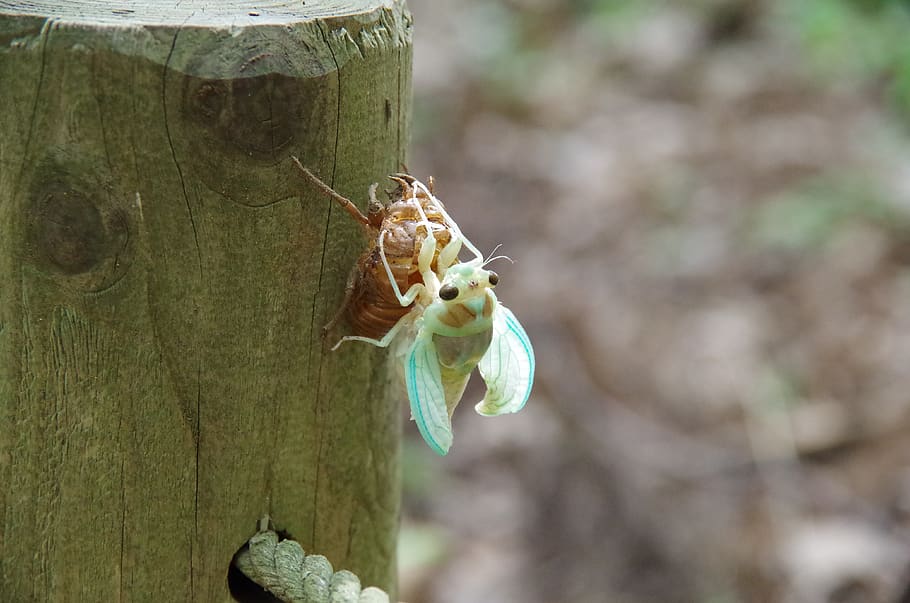 cigala, escotilla, insecte, error, animals a la natura, centrar-se en primer pla, temes d'animals, invertebrat, fauna animal, un animal, animal, primer pla, tronc de l'arbre, dia, cap gent, arbre, planta, tronc, naturalesa, color verd, a l'aire lliure, material de fusta, capoll, escorça, 4K