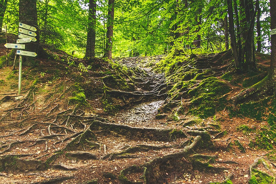 camí forestal, eistobel isny, caminada, arrel, sistema root, arbres, escènic, tribu, naturalesa, harmonia, nus, branca, fusta, arbre, planta, bosc, terra, creixement, tranquil·litat, bellesa a la natura, tronc, tronc de l'arbre, color verd, escena tranquil·la, escena no urbana, cap gent, dia, escenics - natura, a l'aire lliure, direcció, medi ambient, ruta, 5K