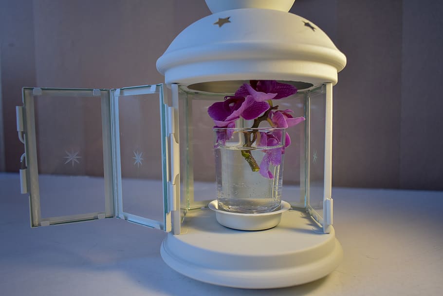 flor, candelabro, a l'interior, vidre - material, transparent, planta amb flors, cap gent, planta, primer pla, bellesa a la natura, naturalesa, taula, fragilitat, color rosa, vulnerabilitat, equips d’il·luminació, natura morta, contenidor, gerro, porpra, vidre, 5K