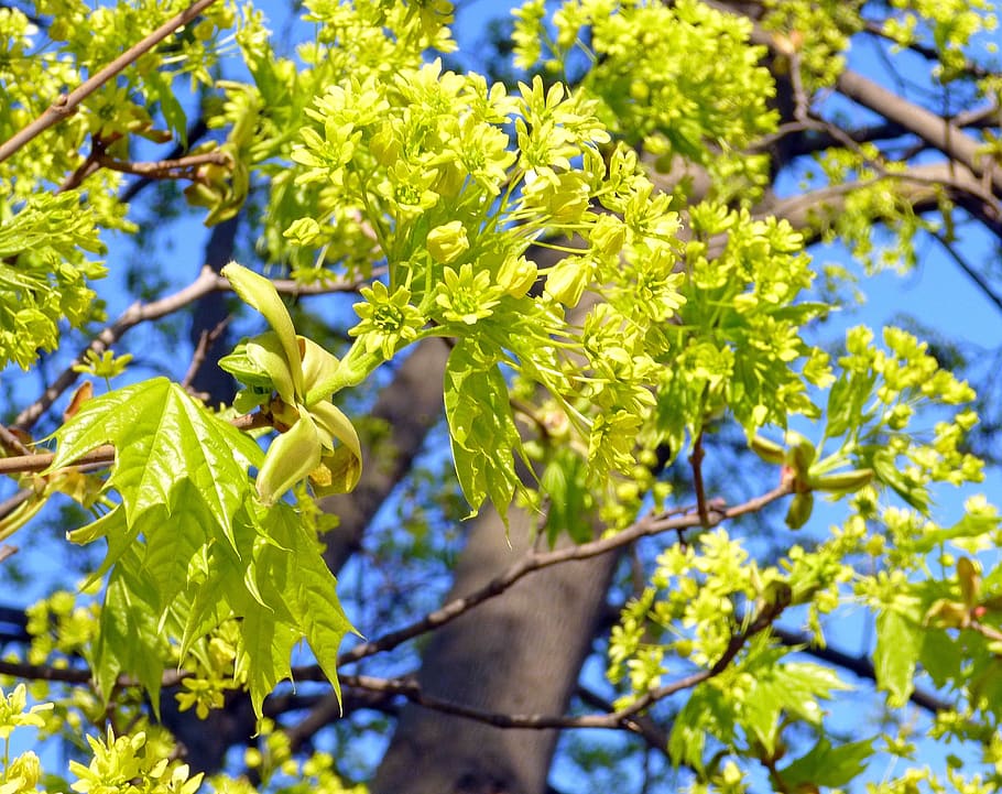 Primavera, arvores, bordo, plantar, crescimento, beleza na natureza, natureza, cor verde, dia, parte da planta, folha, luz solar, focar em primeiro plano, frescura, planta com flores, flor, fechar-se, fragilidade, vulnerabilidade, ao ar livre, árvore, amarelo, ninguém, 2K