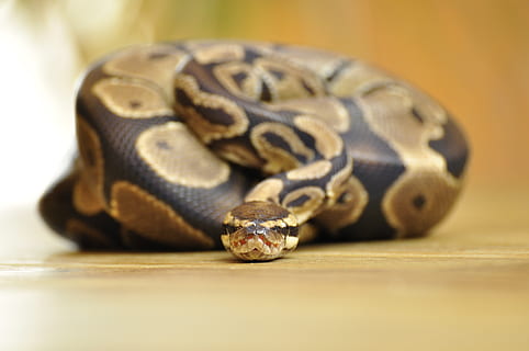 serpente, pitone palla, scala, boa, rettile, temi animali, un animale, animale, fauna selvatica, avvicinamento, parte del corpo animale, animali allo stato selvatico, vertebrato, testa di animale, tartaruga, nessuno, ritratto, zoo, messa a fuoco selettiva, natura, girato in studio, scala animale, modello naturale, occhio animale, 4K, CC0, dominio pubblico, privo di copyright