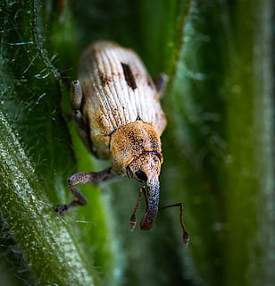 scarafaggio, insetto, coleotteri, tonchio, macro, animale, animali allo stato selvatico, temi animali, fauna selvatica, un animale, invertebrato, avvicinamento, natura, pianta, giorno, nessuno, concentrarsi sulle conoscenze acquisite, colore verde, all'aperto, bellezza nella natura, messa a fuoco selettiva, zoologia, aracnide, parte vegetale, 2K, CC0, dominio pubblico, privo di copyright