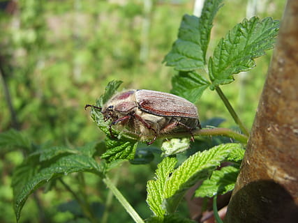 escarabat, primavera, macro, insecte, error, full, planta, part de la planta, un animal, temes d'animals, animal, fauna animal, animals a la natura, color verd, primer pla, invertebrat, naturalesa, creixement, centrar-se en primer pla, cap gent, dia, bellesa a la natura, enfocament selectiu, a l'aire lliure, 2K, CC0, domini públic, lliure de regalies