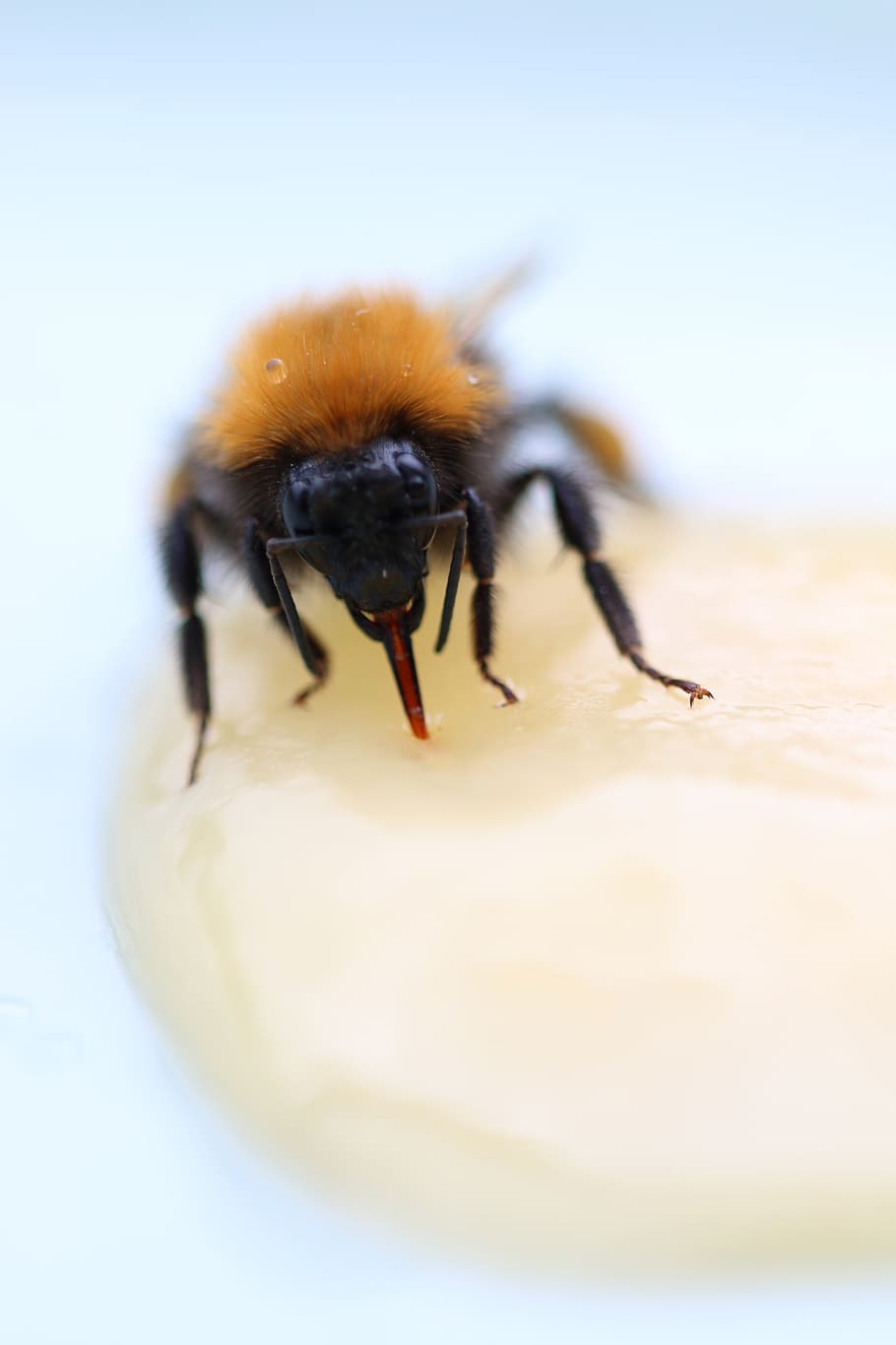 ผึ้ง, น้ำผึ้ง, bumblebee, แมลง, สัตว์ที่ไม่มีกระดูกสันหลัง, ธีมสัตว์, สัตว์, สัตว์ป่า, สัตว์ในป่า, สัตว์หนึ่งตัว, ใกล้ชิด, เลือกโฟกัส, ไม่มีคน, ธรรมชาติ, สตูดิโอยิง, วัน, กลางแจ้ง, สีดำ, arthropod, แมโคร, สัตววิทยา, ส่วนของร่างกายสัตว์, 5K
