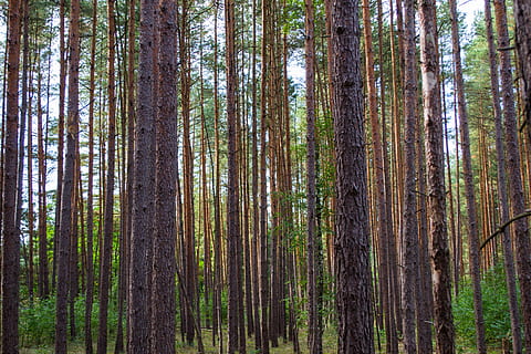 bosc, soques, arbres, arbre, terra, tronc, planta, tronc de l'arbre, tranquil·litat, escena tranquil·la, creixement, bellesa a la natura, escenics - natura, cap gent, dia, escena no urbana, naturalesa, pi, arbre de coníferes, bosc de pi, remot, a l'aire lliure, arbre de fulla perenne, bambú - planta, 4K, CC0, domini públic, lliure de regalies