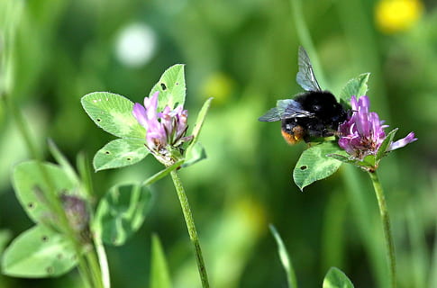 hummeln, Biene, Hummel, Insekt, Fehler, Versammlung, Pollen, Tierwelt, Tierthemen, Tier, Pflanze, Blume, Tiere in freier Wildbahn, blühende Pflanze, Schönheit in der Natur, wirbellos, ein Tier, Zerbrechlichkeit, Frische, Blütenblatt, Nahansicht, Wachstum, Verletzlichkeit, Natur, Bestäubung, Blütenkopf, lila, keine Leute, draußen, Frühling, 720P, CC0, gemeinfrei, lizenzfrei
