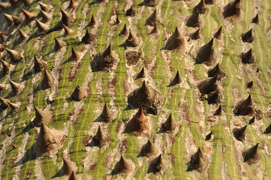 arbre, escorça, estimular, estructura, tribu, marc complet, fons, cap gent, textura, naturalesa, dia, enfocament selectiu, primer pla, planta, patró, color verd, a l'aire lliure, aspre, creixement, llum solar, patró natural, centrar-se en primer pla, material de fusta, menjar, 4K
