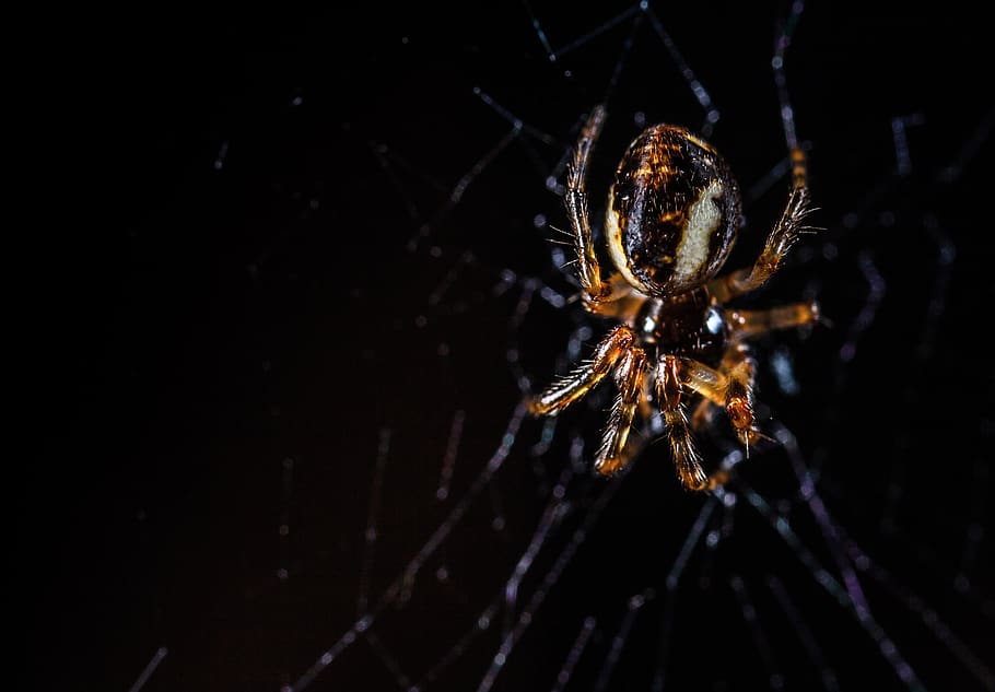 makro, pavoukovci, pavouk, pavoučí síť, pavoukovec, jednoho zvířete, bezobratlý, zvířat, členovců, zvíře, zvířata ve volné přírodě, hmyz, detail, zoologie, nikdo, křehkost, zaměřit se na popředí, část těla zvířete, zvířecí noha, studio shot, zranitelnost, černé pozadí, zvířecí oko, 2K