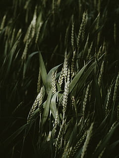 ladang gandum, menanam, lidah buaya, vegetasi, rumput, bunga, mekar, lenan, makanan, gandum, sayur-mayur, agavaceae, hewan, burung, Burung puyuh, bidang, menghasilkan, bakung, ular, reptil, pertumbuhan, keindahan di alam, alam, merapatkan, tidak ada orang, bagian tanaman, air, warna hijau, daun, fokus selektif, tanaman berbunga, hari, kerapuhan, kerentanan, kesegaran, di luar rumah, tanah, 8K, CC0, domain publik, bebas royalti