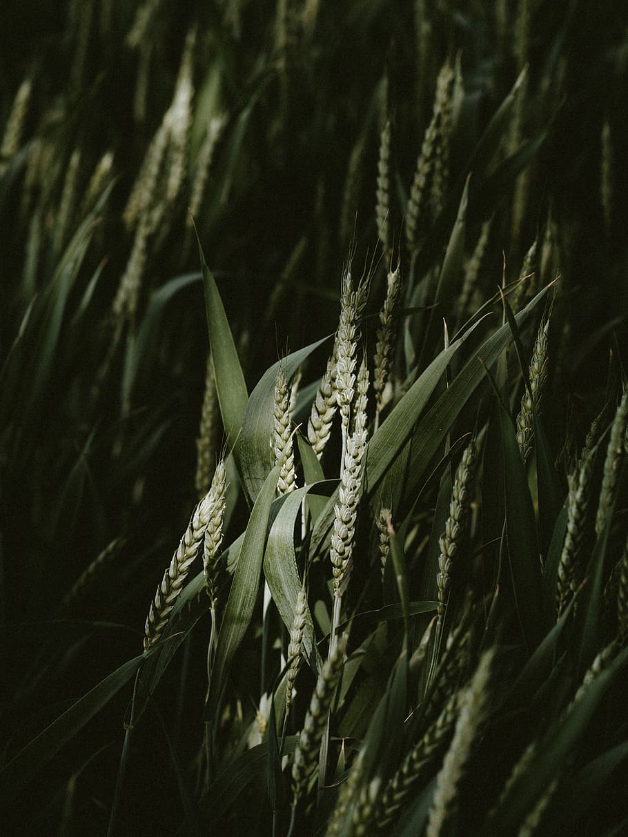 ladang gandum, menanam, lidah buaya, vegetasi, rumput, bunga, mekar, lenan, makanan, gandum, sayur-mayur, agavaceae, hewan, burung, Burung puyuh, bidang, menghasilkan, bakung, ular, reptil, pertumbuhan, keindahan di alam, alam, merapatkan, tidak ada orang, bagian tanaman, air, warna hijau, daun, fokus selektif, tanaman berbunga, hari, kerapuhan, kerentanan, kesegaran, di luar rumah, tanah, 8K