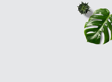 grønt blad, blad, anlegg, grønn, innendørs, interiørdesign, blomst, blomstre, hvit, tekstur, desk mockup, macbook mockup, plante på bordet, virksomhet, arbeidsbord, arbeid, coworking, minimalistisch, Tisch, vi er, grønn farge, plante del, studio skudd, kopiere plass, natur, hvit bakgrunn, vekst, ingen folk, skjønnhet i naturen, friskhet, skjære ut, nærbilde, botanikk, stilleben, dag, klar himmel, potteplante, 8K, CC0, offentlig domene, opphavsrett gratis
