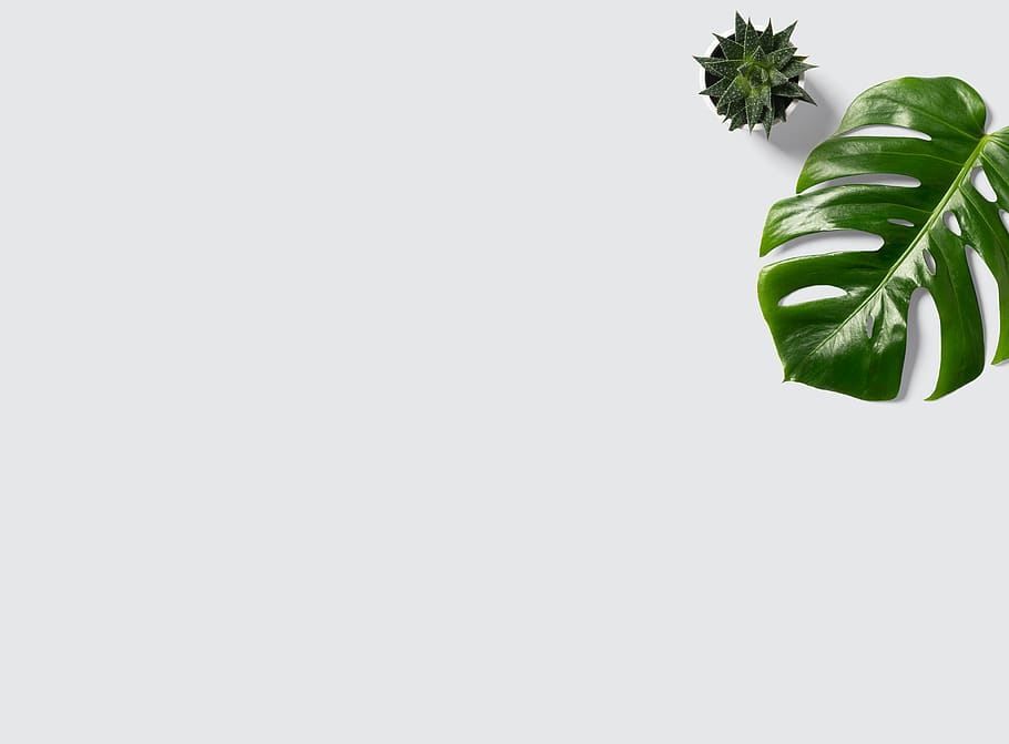fulla verda, full, planta, verd, a l'interior, disseny d'interiors, flor, blanc, textura, maqueta de taula, macbook mockup, planta sobre taula, negocis, taula de treball, treballar, coworking, minimalistisch, tisch, weis, color verd, part de la planta, tir de l'estudi, còpia espai, naturalesa, fons blanc, creixement, cap gent, bellesa a la natura, frescor, tallar, primer pla, botànica, natura morta, dia, cel clar, planta d'interior, 8K