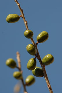 Pflaumen, Baum, Ast, Obst, Pflanze, Wachstum, Olive, Essen und Trinken, Natur, Lebensmittel, Himmel, gesundes Essen, keine Leute, klarer Himmel, Frische, Nahansicht, Blau, grüne Farbe, Schönheit in der Natur, Grüne Olive, Tag, draußen, reif, 4K, CC0, gemeinfrei, lizenzfrei