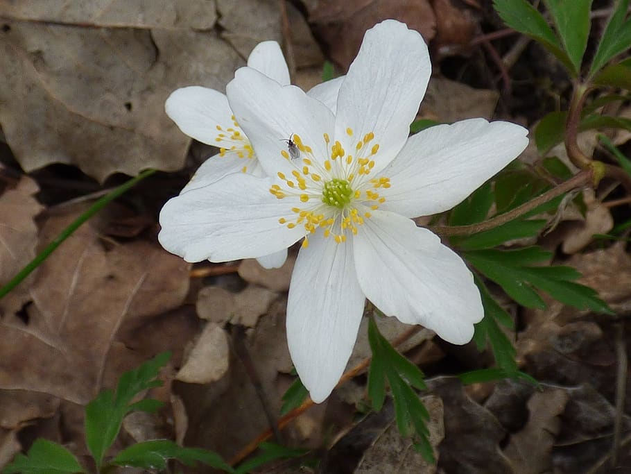 fiore, bianca, foresta, pianta fiorita, petalo, pianta, fragilità, freschezza, bellezza nella natura, vulnerabilità, infiorescenza, crescita, avvicinamento, testa di fiore, Colore bianco, concentrarsi sulle conoscenze acquisite, natura, polline, nessuno, giorno, all'aperto, 4K