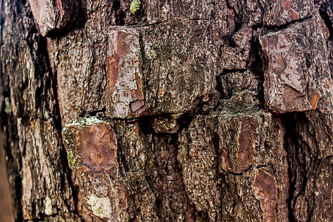shell, textura, létající, texturou, strom, hrubý, pozadí, detail, celý rám, kmen stromu, kufr, nikdo, vzor, zvětralý, den, zaměřit se na popředí, hnědý, dřevo - materiál, rostlina, kůra, přírodní vzor, Příroda, rostlinné kůry, venku, efekt, 5K, CC0, veřejná doména, bez autorských práv