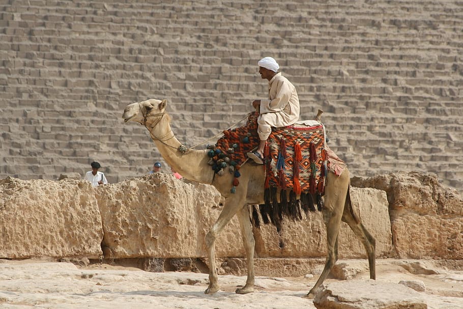nau del desert, camell, Egipte, animals domèstics, mamífer, bestiar, vertebrats, arquitectura, mascotes, naturalesa, funció de construcció de parets, animal de treball, nacional, gent, dia, paret, grup d’animals, estructura construïda, a l'aire lliure, herbívors, civilització antiga, 4K