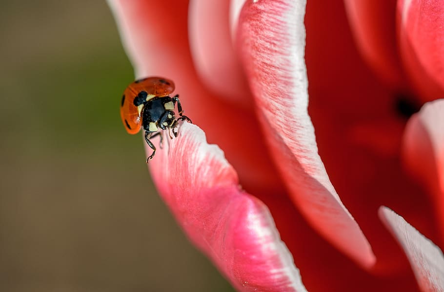 ladybug, insect, red, spring, summer, beetle, bug, ladybird, nature, white, colorful, spotted, alone, lady-bird, macro, natural, tulip, garden, wildlife, season, animal, invertebrate, animal themes, flowering plant, flower, animal wildlife, petal, close-up, one animal, animals in the wild, freshness, bee, beauty in nature, fragility, plant, flower head, no people, vulnerability, pollination, pollen, 4K