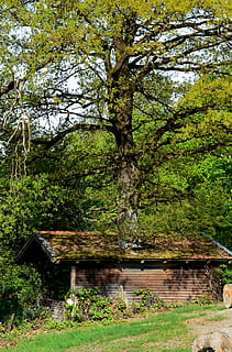 Baumhaus, seltsam, Baum, Pflanze, Wachstum, Natur, Wasser, Wald, Land, keine Leute, gebaute Struktur, Schönheit in der Natur, die Architektur, Ruhe, See, Tag, grüne Farbe, ruhige Szene, draußen, Szenen - Natur, Ast, 4K, CC0, gemeinfrei, lizenzfrei
