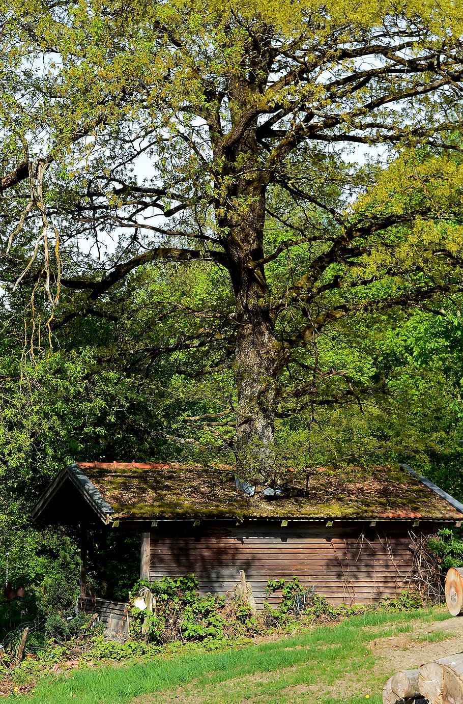 casa sull'albero, strano, albero, pianta, crescita, natura, acqua, foresta, terra, nessuno, struttura costruita, bellezza nella natura, architettura, la tranquillità, lago, giorno, colore verde, scena tranquilla, all'aperto, scenics - natura, ramo, 4K