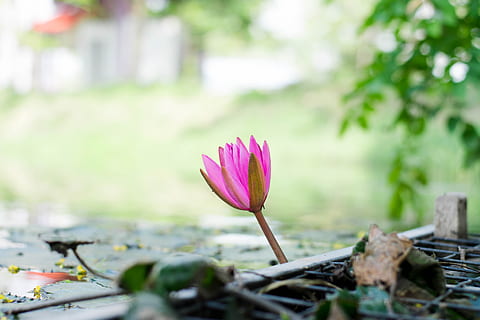 lotus, poolside, plant, flowering plant, vulnerability, flower, fragility, freshness, growth, pink color, beauty in nature, petal, close-up, nature, flower head, leaf, selective focus, plant part, inflorescence, day, no people, plant stem, outdoors, lotus water lily, purple, 5K, CC0, public domain, royalty free