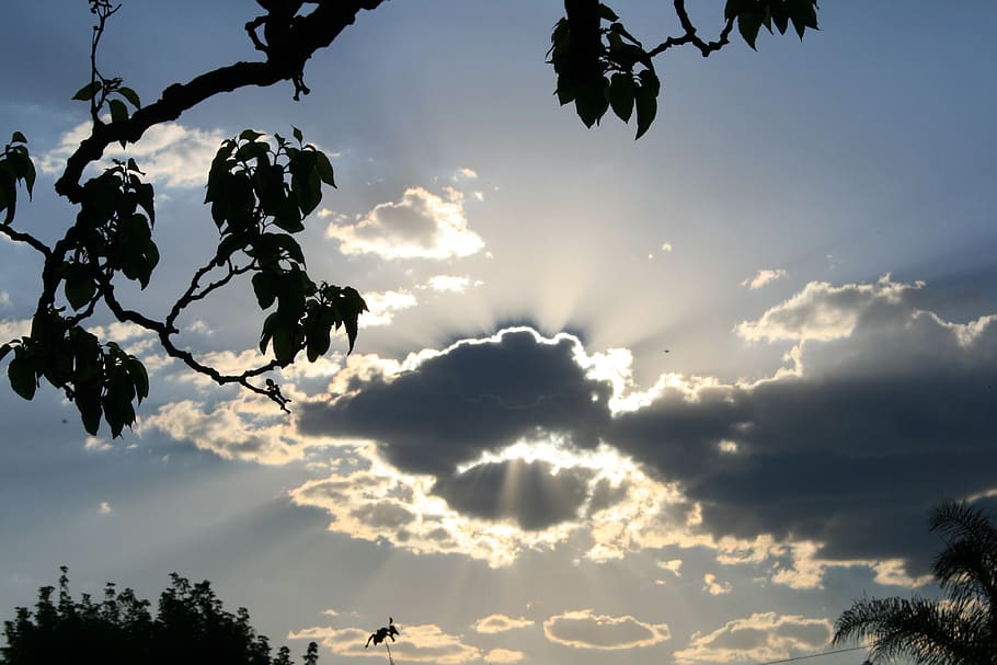 skyer, mørk, kantning, lyse, skinnende, lysstråler, udstrålende, himmel, blå, afdeling, sky - himmel, plante, skønhed i naturen, træ, solnedgang, ro, silhuet, vækst, ingen mennesker, lav vinkel visning, natur, scenics - natur, rolig scene, sollys, udendørs, blad, dag, plante del, 4K