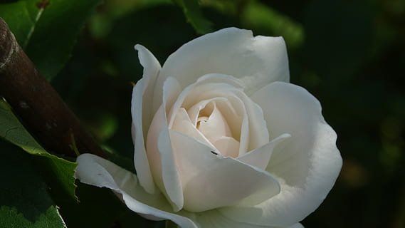 Rosa, Schraffur, Frühling, Blume, blühende Pflanze, Verletzlichkeit, Zerbrechlichkeit, Schönheit in der Natur, Pflanze, Blütenblatt, Nahansicht, weiße Farbe, Wachstum, Blütenkopf, Blütenstand, Frische, Rose, keine Leute, Natur, Fokus auf den Vordergrund, Tag, draußen, Weichheit, 5K, CC0, gemeinfrei, lizenzfrei