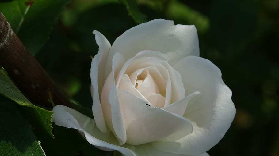 rosa, eclosió, primavera, flor, planta amb flors, vulnerabilitat, fragilitat, bellesa a la natura, planta, pètal, primer pla, Color blanc, creixement, cap de flor, inflorescència, frescor, cap gent, naturalesa, centrar-se en primer pla, flor de roses, dia, a l'aire lliure, suavitat, 5K