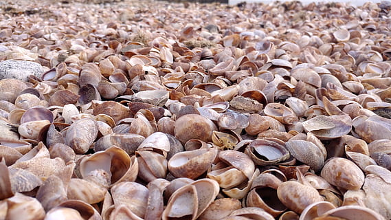 slipper snegle, shell, skjell, Strand, overflod, bakgrunn, full ramme, stor gruppe gjenstander, ingen folk, dag, nærbilde, natur, land, høy vinkel visning, dyreliv, selektiv fokusering, fokusere på forgrunnen, utendørs, mat og Drikke, småstein, sollys, mat, 4K, CC0, offentlig domene, opphavsrett gratis