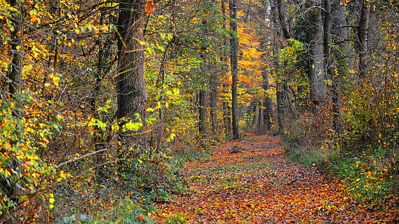 forest, light, mud, tree, autumn, plant, land, beauty in nature, woodland, trunk, tree trunk, plant part, leaf, nature, scenics - nature, tranquil scene, tranquility, non-urban scene, growth, change, idyllic, landscape, no people, the way forward, autumn collection, outdoors, pine tree, pine woodland, coniferous tree, 4K, CC0, public domain, royalty free